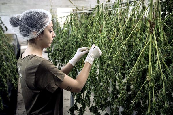 Cannibis worker facility