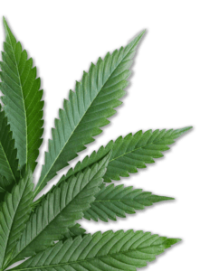 Canvas Investments Cannabis Business Financing