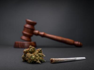 cannibas law